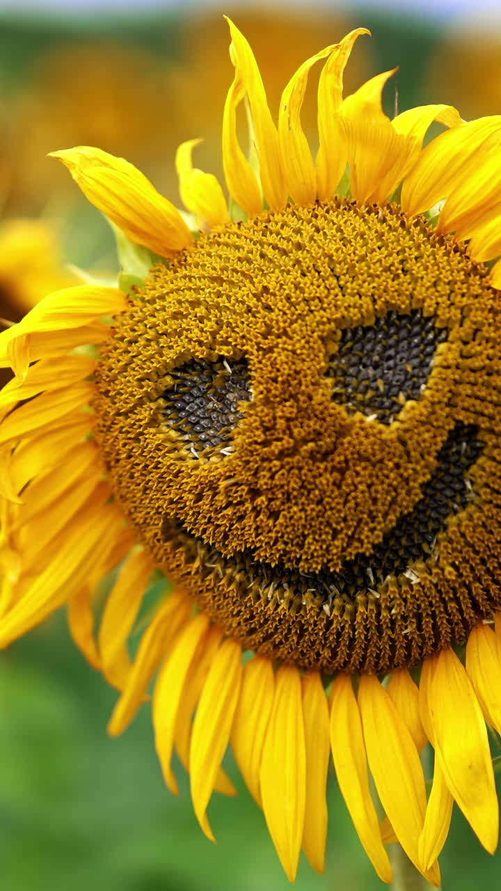 Funny face made from a seed flower with fading petals. Close up. Sunflower farmland at backdrop in blur. Vertical video