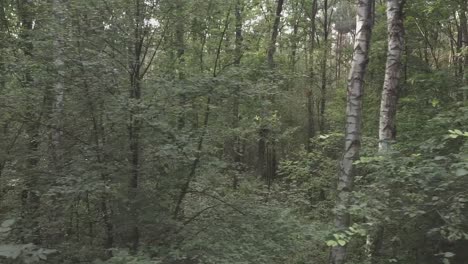 A-drone-shot-of-a-green-forest-in-summer-with-a-drone-in-Warsaw-Poland-2