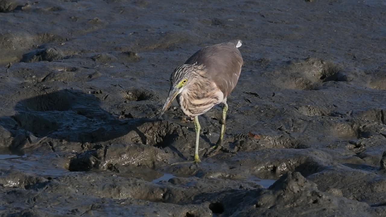 una de las garzas de estanque encontradas en tailandia que muestran diferentes plumajes según la temporada