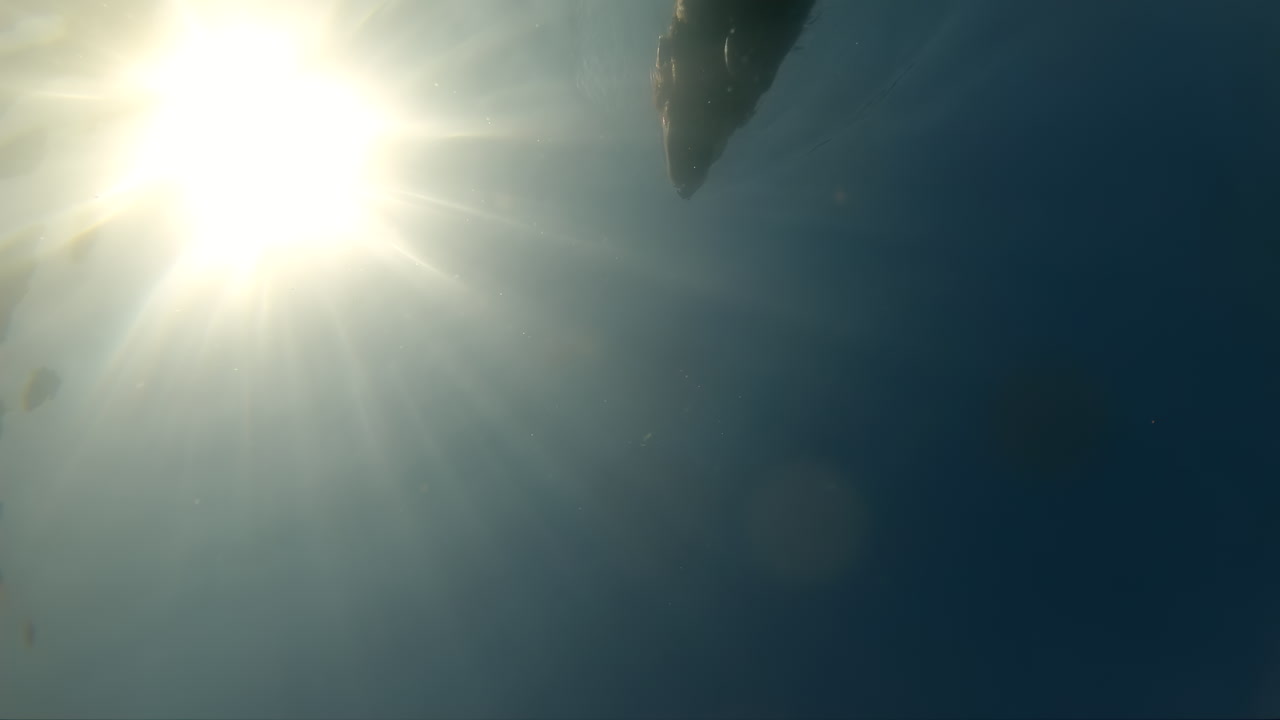 медленный подводный клип золотого ретривера, плывущего в океане в солнечный день