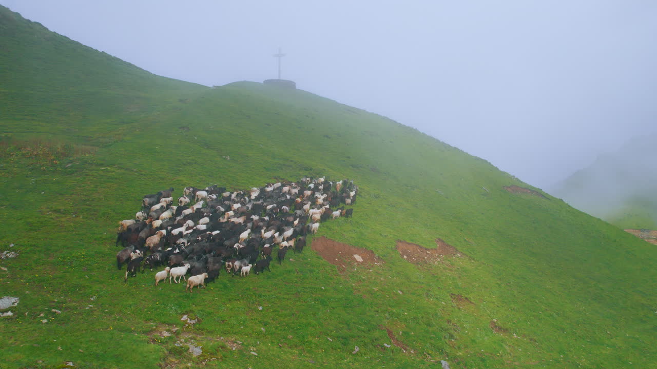 Group of Sheep run towards cross of Jesus Christ's structure on cloudy, fog, green lands