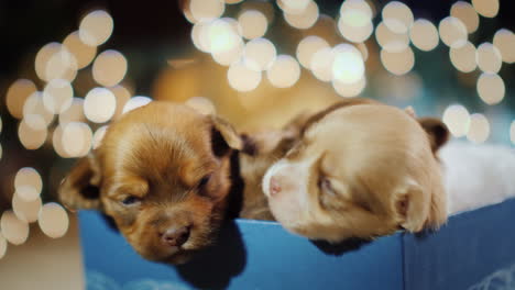 A-Little-Sleepy-Puppy-In-A-Gift-Box-Against-A-Background-Of-Blurred-Garland-Lights