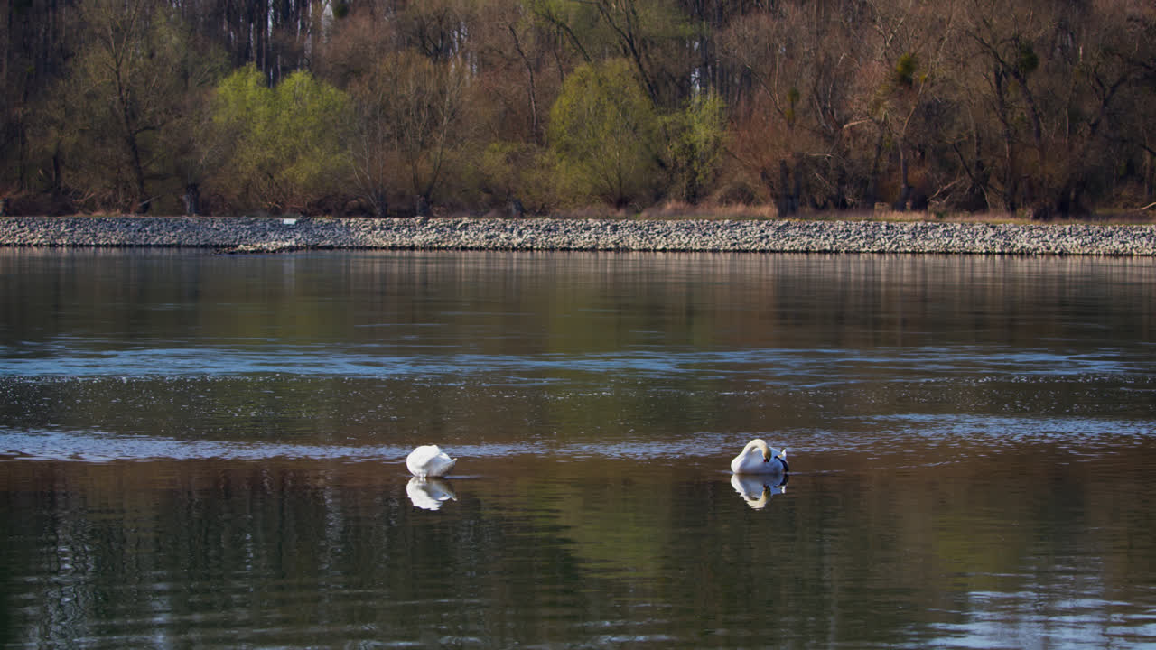 dos cisnes blancos nadan en el agua en el rin cerca de karlsruhe