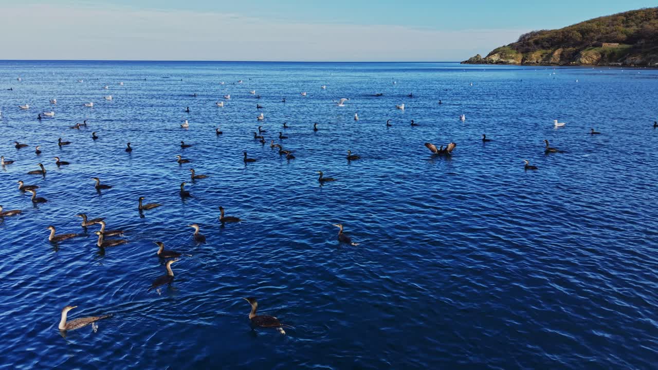 Birds flocking over calm waters near a coastal landscape