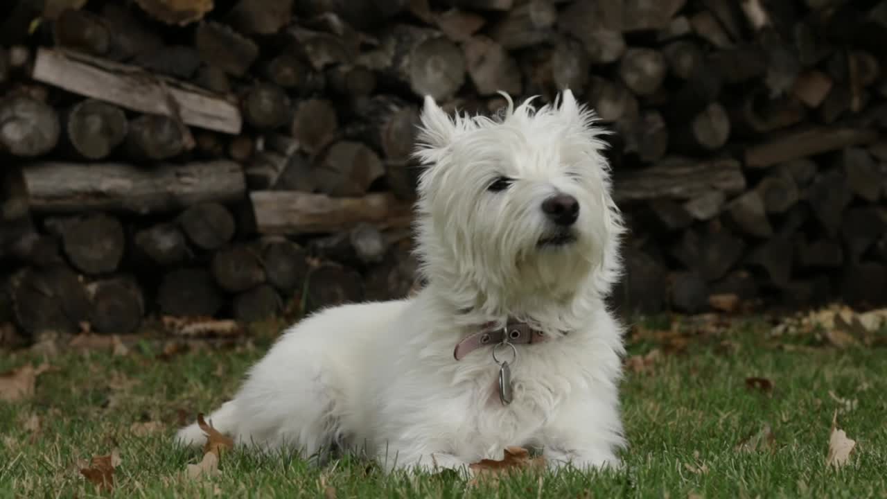 White dog sitting in the grass in the backyard on a beautiful fall day. West Highland Terrier (Westie).
