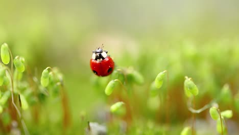 Close-up-wildlife-of-a-ladybug-in-the-green-grass-in-the-forest