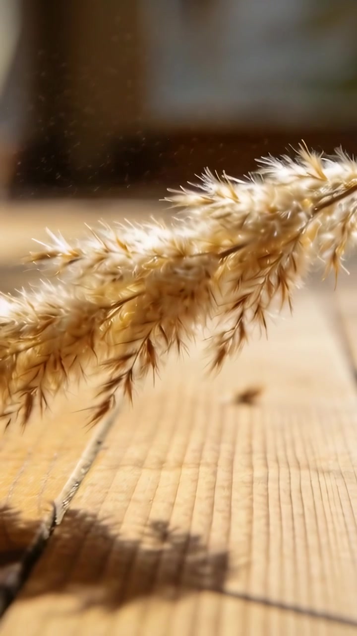 Video verticale: Una piuma secca che ondeggia reagendo alla luce della finestra sul pavimento vicino alla giunzione delle assi, granelli di polvere.