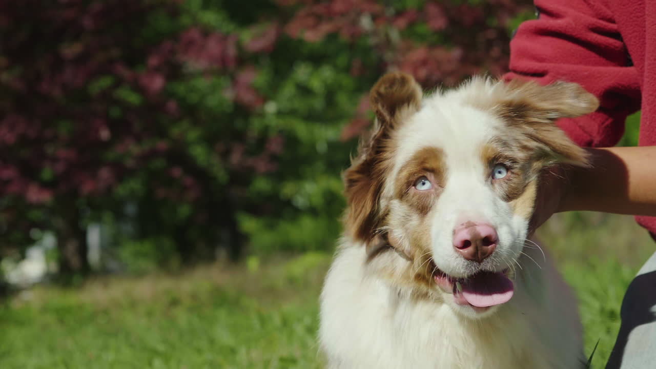 dueño acariciando a un perro feliz a cámara lenta