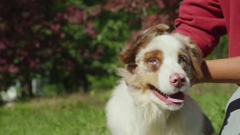 dueño acariciando a un perro feliz a cámara lenta