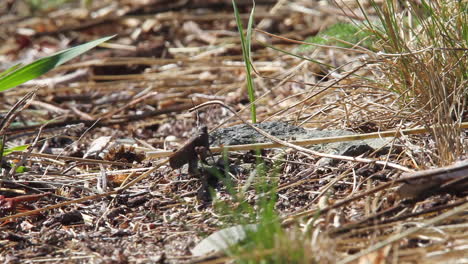 Macro-closeup:-Still-grasshopper-scurries-away-on-grassy-ground