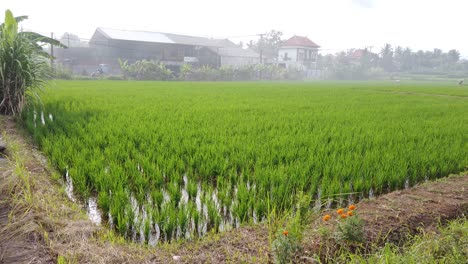 Rice-Field-in-the-Foggy-Sky-of-Bali,-Indonesia,-Fog-Above-Paddy-Fields,-Street-and-Water-Channels,-Green-Bright-Plants,-Saba-Village,-Gianyar,-Local-Agriculture