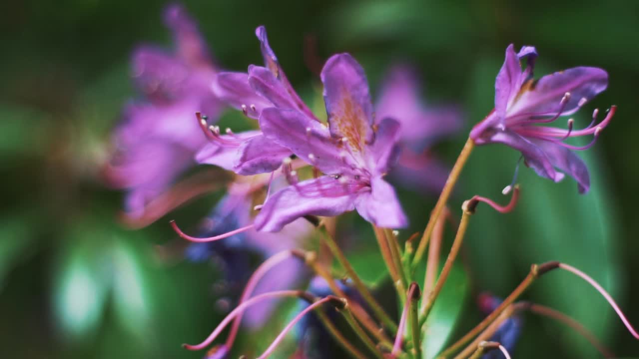 hermosa flor rosa en el sol de verano