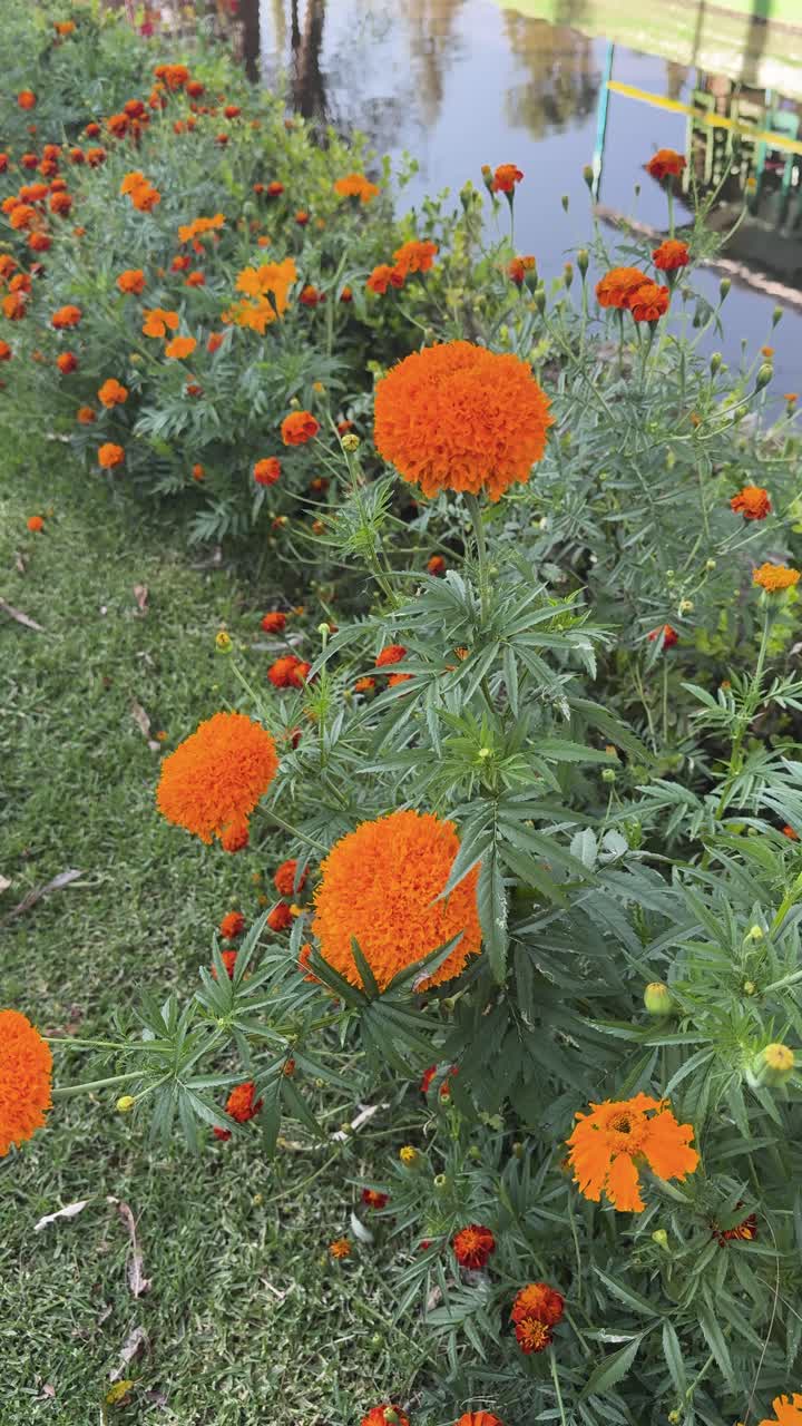 Fiori di cempasuchil dai colori vivaci accanto all'acqua a Xochimilco, in Messico