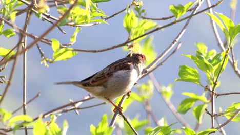 Bellas-Imágenes-De-Un-Gorrión-Eurasiático-Posado-En-Un-árbol,-Mirando-A-Su-Alrededor-E-Inflando-Sus-Plumas