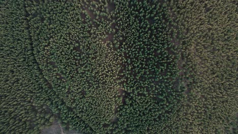 Panoramic-Aerial-View-of-Beautiful-Green-Treetops-in-a-Forest-in-Tenerife,-Spain