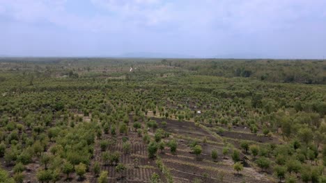 Eucalyptus plantation in Wonosari, Indonesia, aerial view