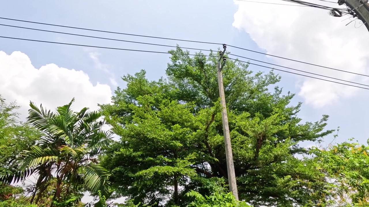 A low angle shot captures power lines and utility poles amidst lush tropical green trees
