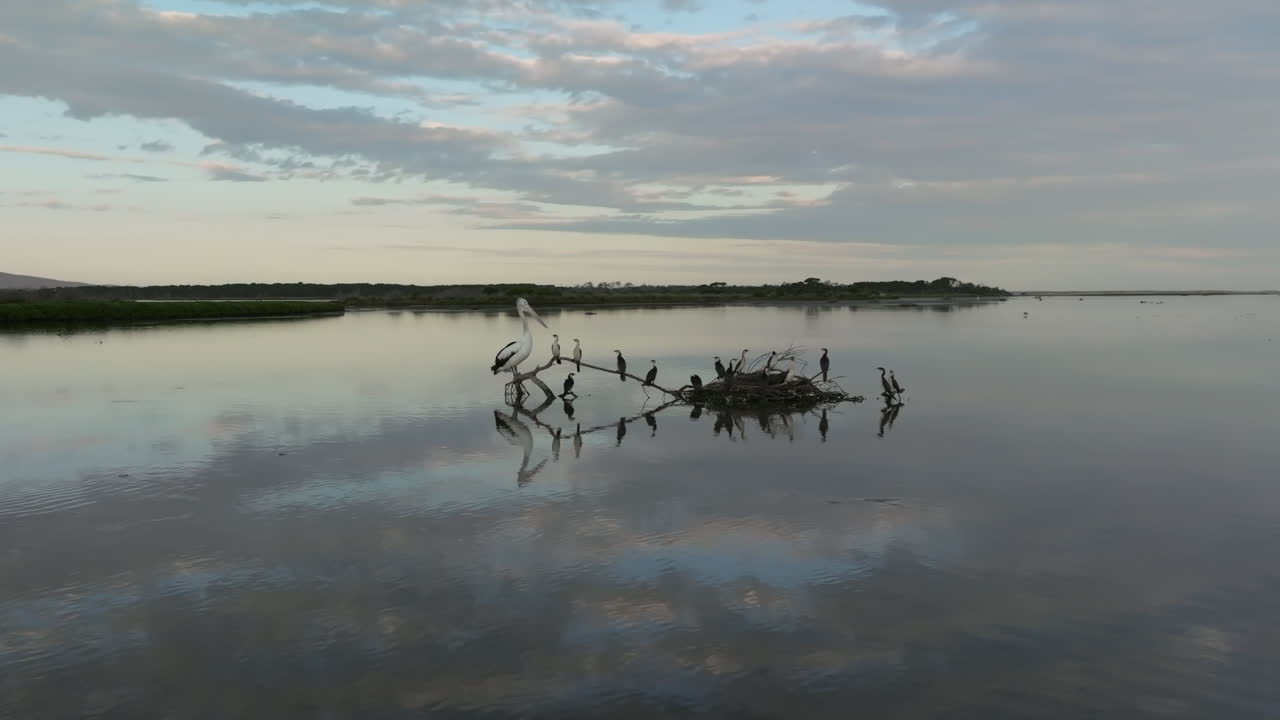 Kingfishers and PelicanPerched on Tree Branch, Middle of Beautiful Calm Lake, During Sunset