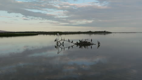 kingfishers and pelicanperched on tree branch, middle of beautiful calm lake, during sunset