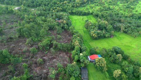 Se-Han-Talado-Muchos-árboles-En-El-Bosque.-Disparo-Con-Drones-En-Malvan.