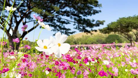 vibrant cosmos flowers in a scenic garden