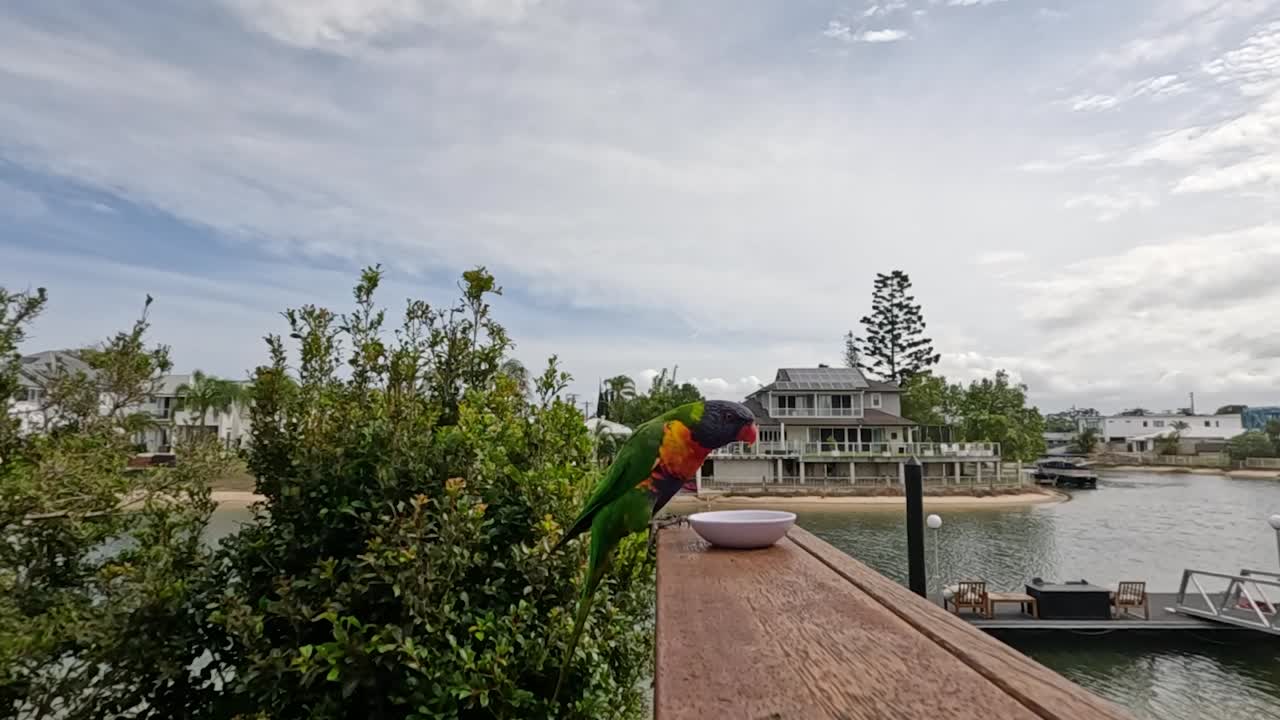 다채로운 로리케이트가 나무 도크 레일링에 날아갑니다.