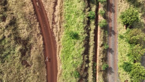 Aerial-Birds-Eye-View-Tracking-A-German-Short-Haired-Pointer-Dog-Running-Through-Dirt-Roads