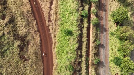 Vista-Aérea-De-Pájaro-Rastreando-A-Un-Perro-Puntero-Alemán-De-Pelo-Corto-Corriendo-Por-Caminos-De-Tierra