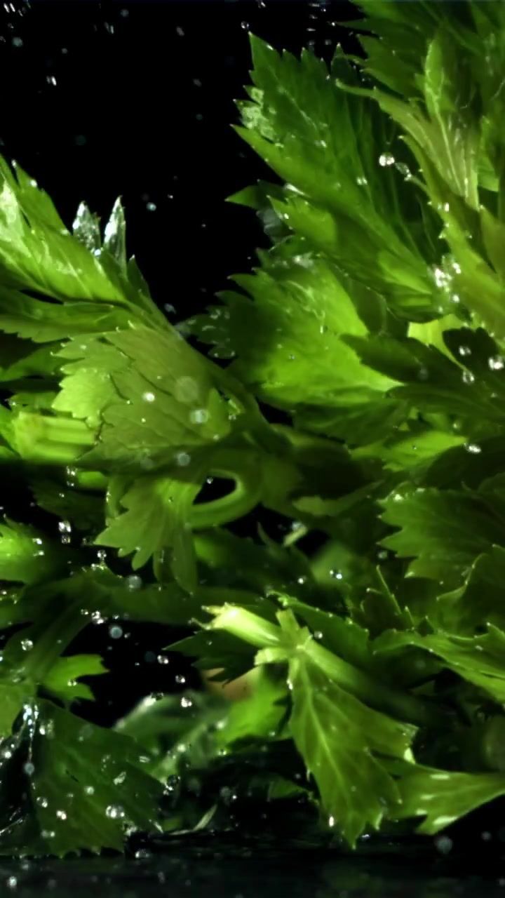 Foglie fresche di sedano verde che cadono nell'acqua creando schizzi