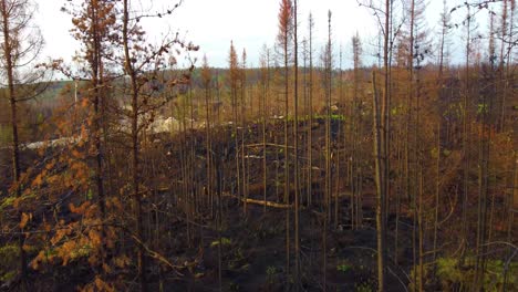 Aerial-view-of-burnt-trees,-aftermath-of-the-biggest-wildfire-in-the-history-of-the-Province-of-Québec,-Canada,-extinguished-forest-fire