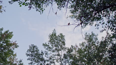 tracking shot of sunshine peeking through tree branches