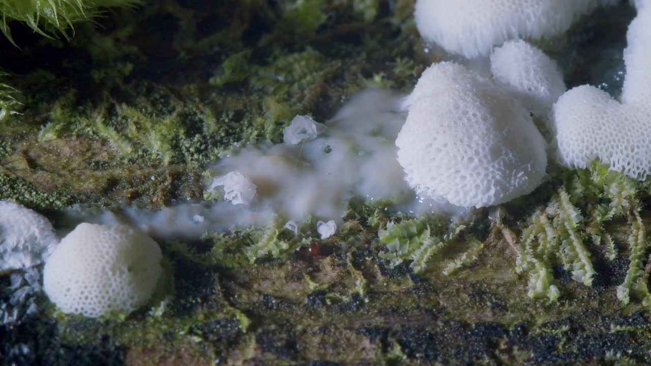 Ceratiomyxa porioides slime mold on rotten tree close up panning shot