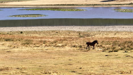 Caballo-Paseando-Por-El-Lago-Buldan