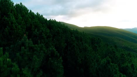 Disparo-De-Drone-De-Bosque-De-Copas-De-árboles-Verdes