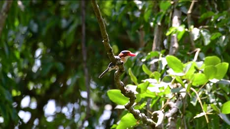 un martín pescador de árboles y una de las aves más hermosas que se encuentran en tailandia dentro de las selvas tropicales
