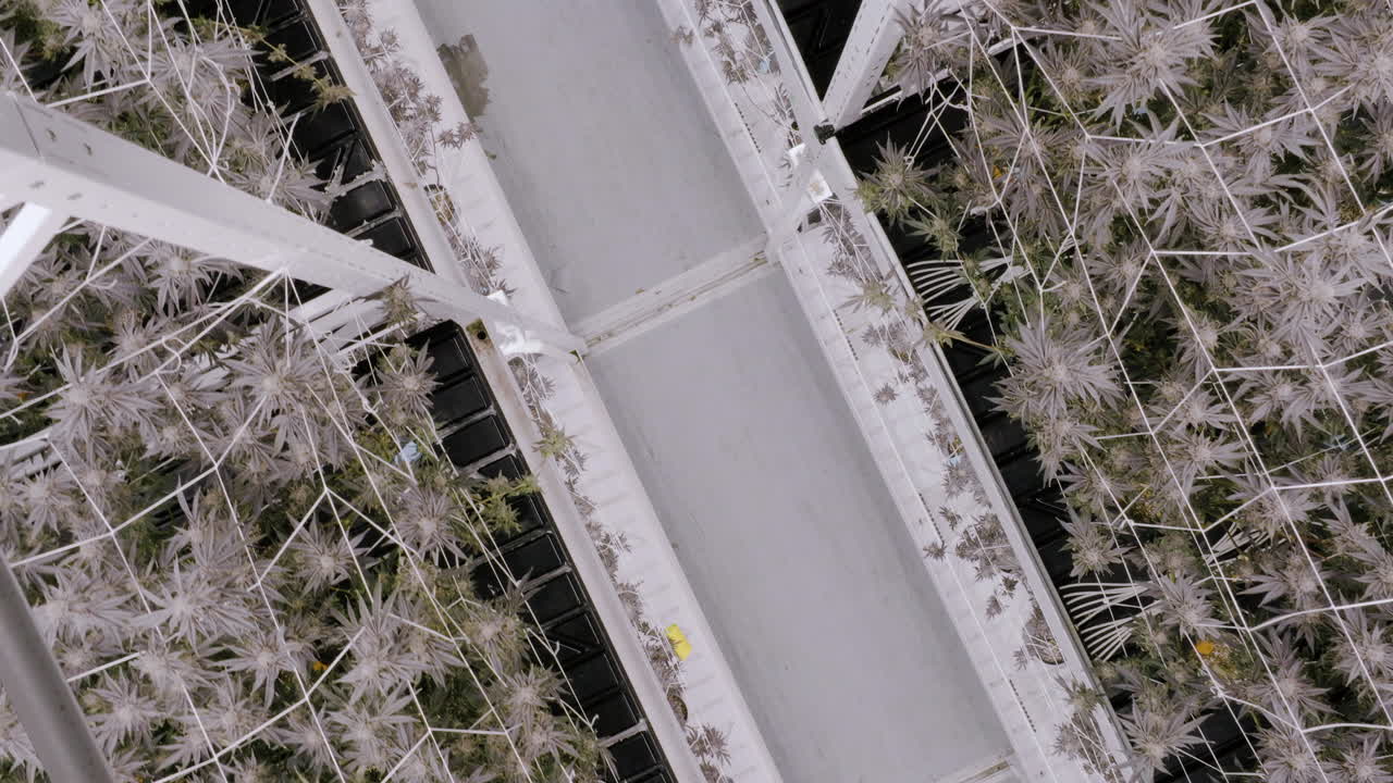 вид сверху вниз вдоль выращивания марихуаны в теплице, калифорния