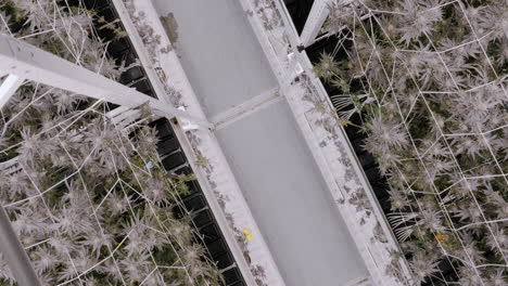 Topdown view along marijuana green house production, California