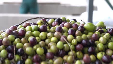 aceitunas en una prensa para hacer aceite de oliva virgen