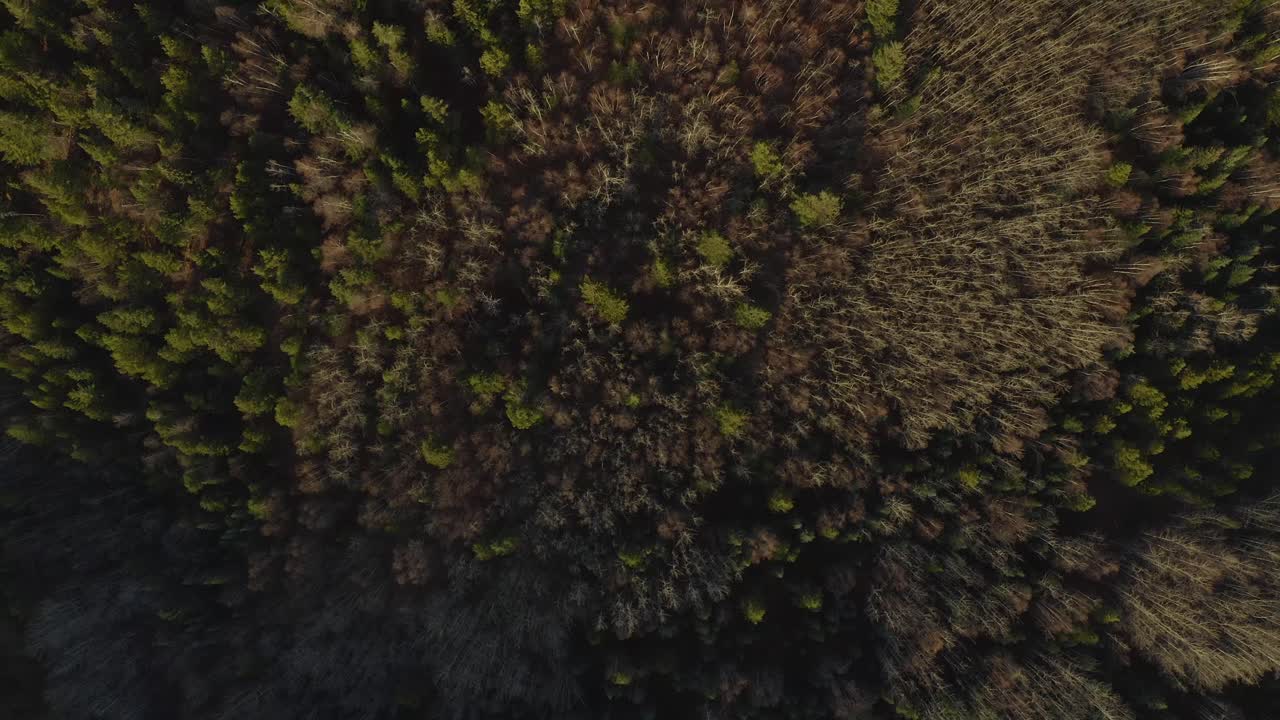 Ripresa aerea con drone in picchiata del sentiero Pidherny e della foresta delle Foothills durante i mesi estivi a Prince George, Columbia Britannica settentrionale.
