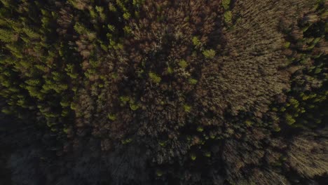 una toma aérea de drone en movimiento directo del sendero pidherny y el bosque de los pies de las colinas durante los meses de verano en prince george, norte de columbia británica