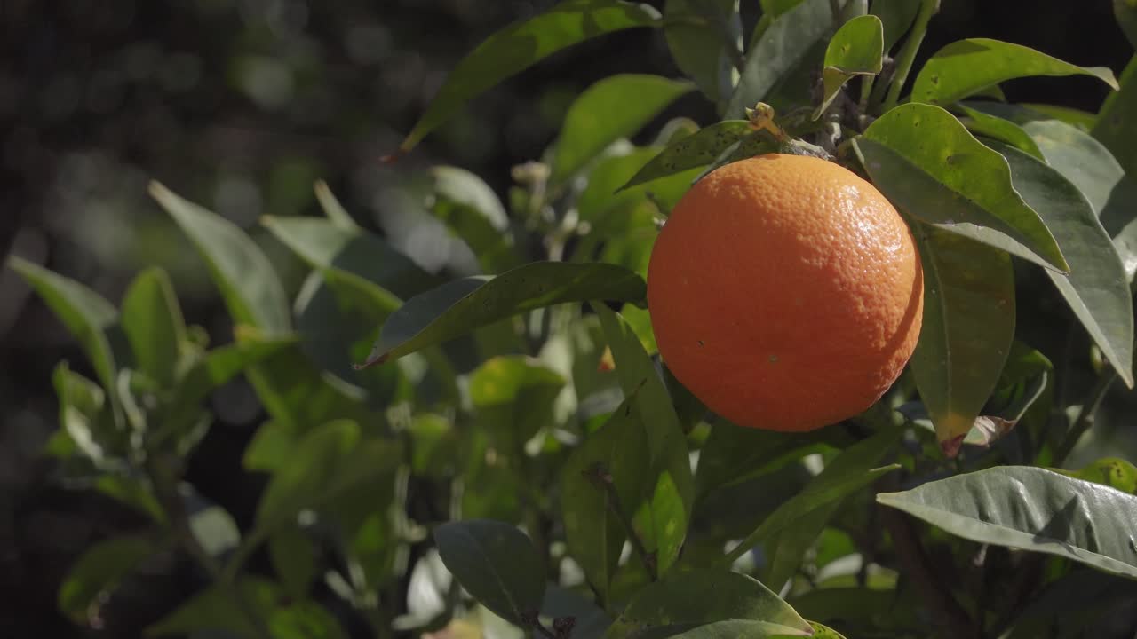 naranja colgando de un árbol con hojas verdes con una brisa muy ligera