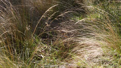 una suave brisa que se mueve a través de un paisaje de hierba
