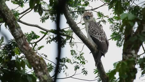 Looking-straight-to-the-camera-while-shaking-its-head-during-a-windy-cold-afternoon-in-the-jungle,-Philippine-Eagle-Pithecophaga-jefferyi,-Philippines