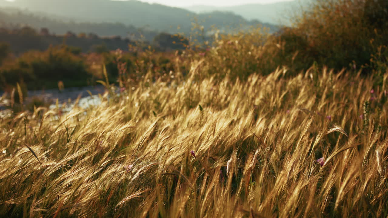Ears Of Wheat Bent By The Gentle Wind Before Sunset In A Relaxing Nature