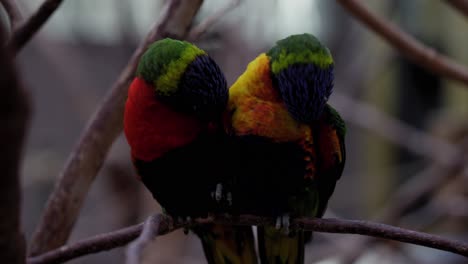 adorable pair of colorful rainbow lorikeet resting on tree branches