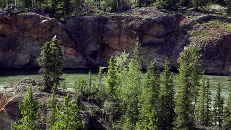 Bird-flying-and-diving-down-over-a-river-in-a-canyon-with-beautiful-pine-trees