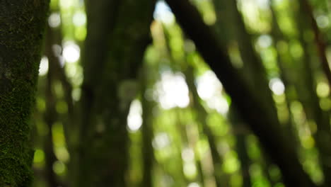 bosque de bambú fuera de cocus bokeh cámara lenta