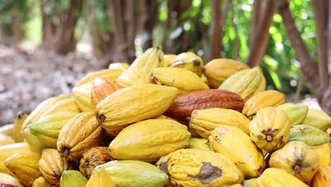 las vainas de cacao de theobroma cayendo al suelo