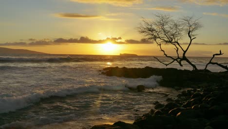 puesta de sol sobre el océano pacífico con un árbol solitario