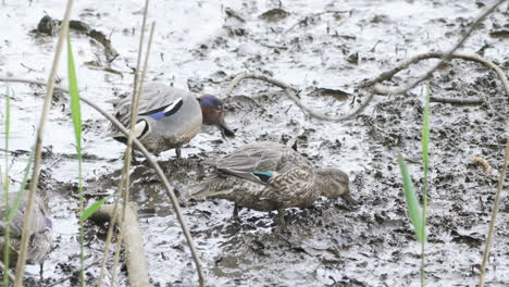 green-winged teal ducks foraging for worms in the mud in saitama, japan - high angle shot